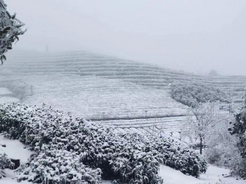 PG电子官方网站超淡定！湖北暴雪冻雨地区农户将获全国首单“寒潮指数 保险+寒潮指(图1)